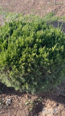 冠幅80厘米龙柏球