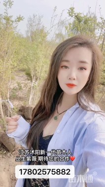 高度180厘米丛生紫薇