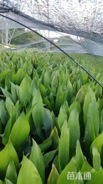高度40厘米蜘蛛抱蛋