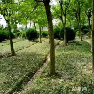 15公分无患子