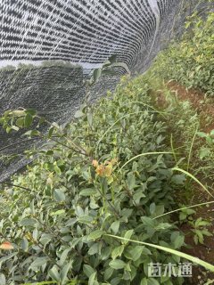 高度50厘米红花大果油茶