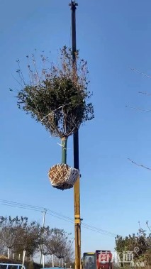 25公分日本晚樱