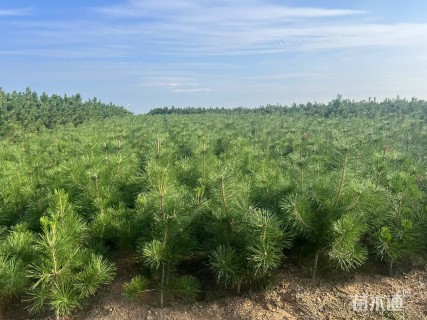 高度80厘米油松小苗