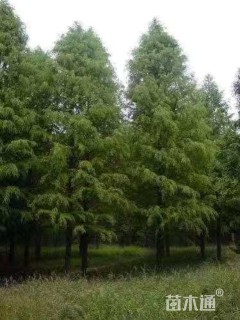 高度700厘米水杉小苗