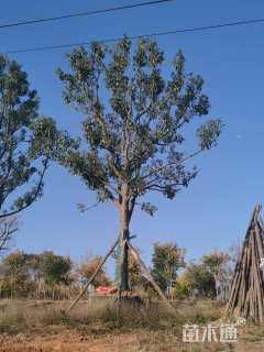 20公分丛生朴树