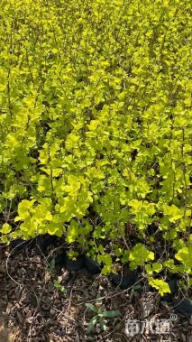 高度40厘米金叶风箱果