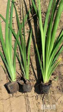 高度20厘米黄菖蒲