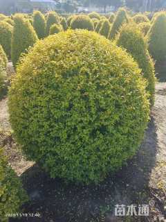 冠幅140厘米亮晶女贞球