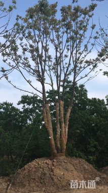 80公分多杆香樟