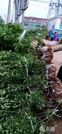 冠幅120厘米卫矛球