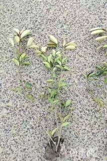 高度55厘米红叶石楠小苗