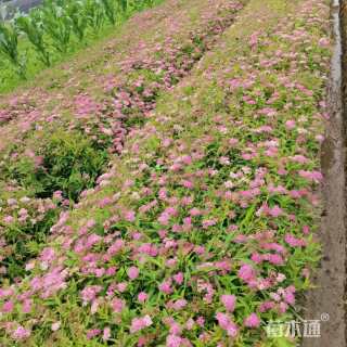 高度40厘米粉花绣线菊
