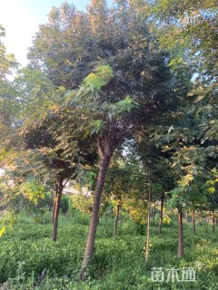 12公分秋紫白蜡