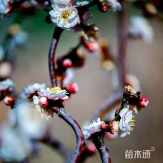 高度220厘米龙游梅