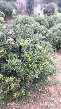 冠幅150厘米海桐球