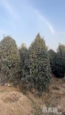 10公分桂花