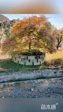 高度220厘米羽毛枫