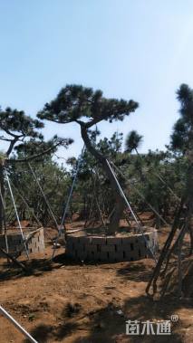 28公分造型黑松