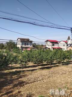 15公分香橼