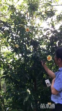 高度300厘米金花茶