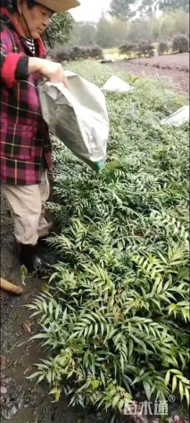 高度25厘米十大功劳