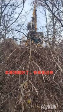 100公分丛生黄连木