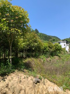 8公分八月桂