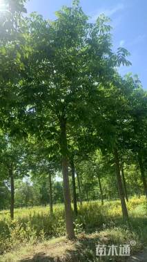 14公分秋紫白蜡