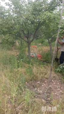 15公分染井吉野樱