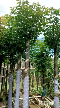 8公分秋枫