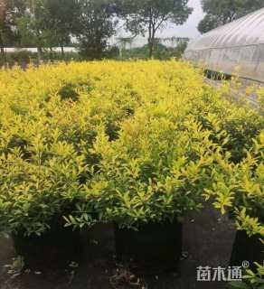 高度60厘米黄金枸骨