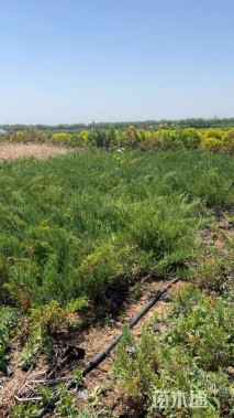 高度50厘米沙地柏