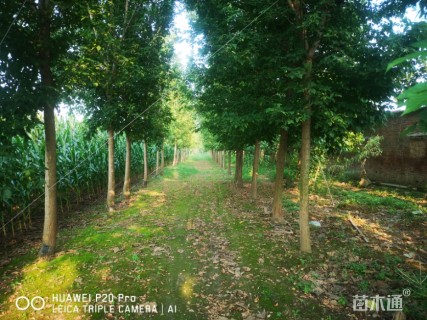 12公分金叶复叶槭