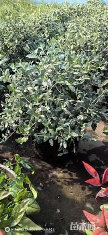 高度50厘米灌从石蚕