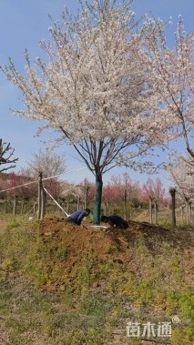 16公分染井吉野樱