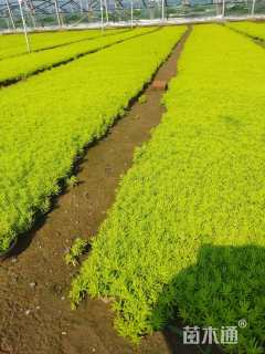 高度15厘米金叶佛甲草