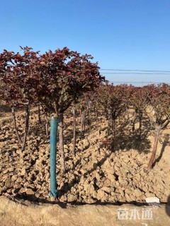 高度150厘米月季