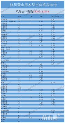 高度180厘米木芙蓉