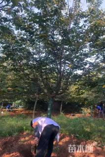 10公分小彼岸樱