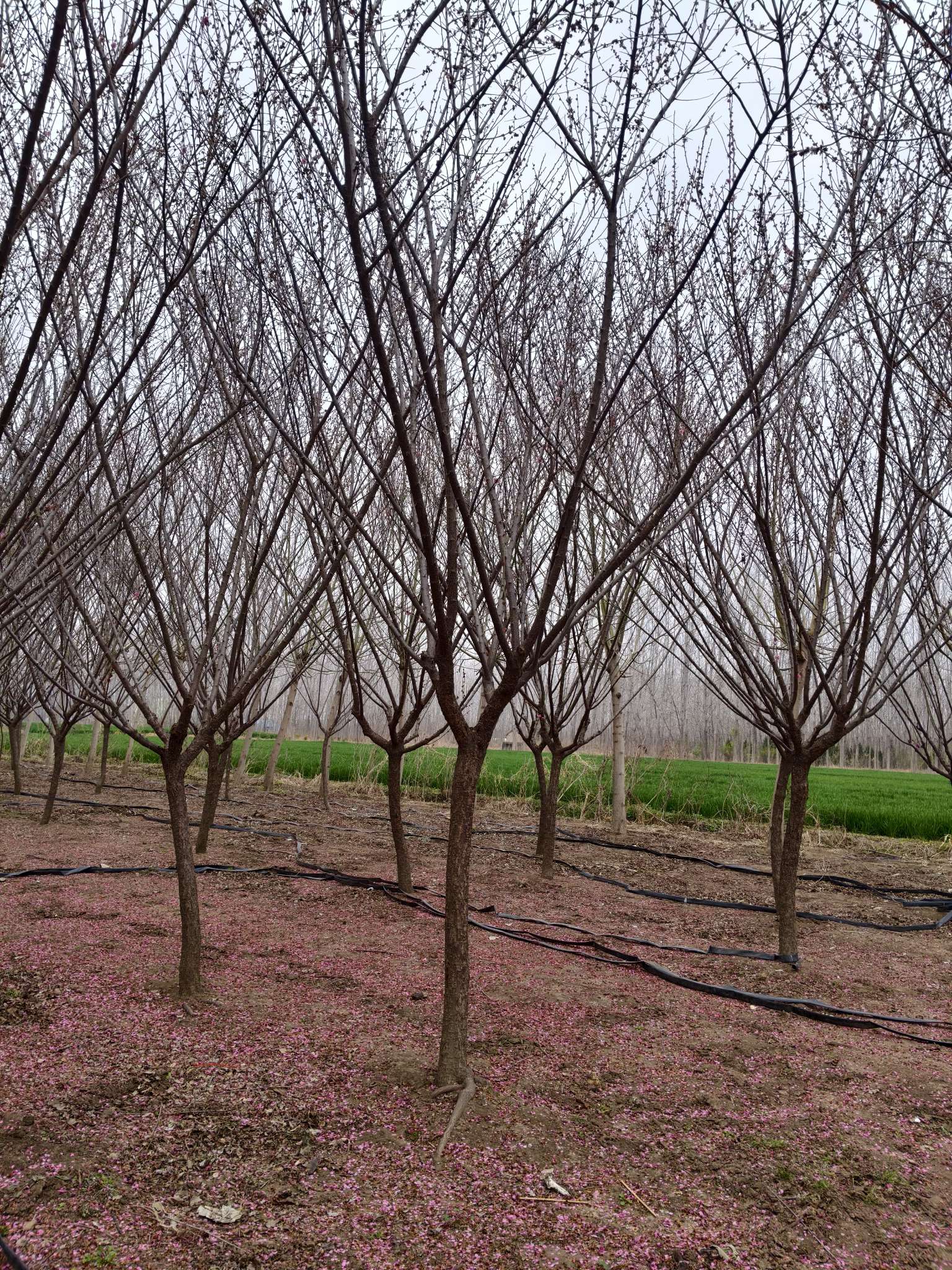 6公分红梅