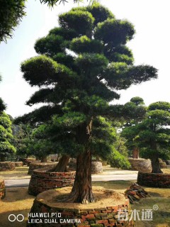 400厘米造型罗汉松