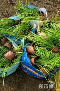 高度25厘米金叶石菖蒲