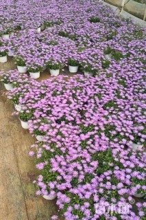 高度15厘米姬小菊