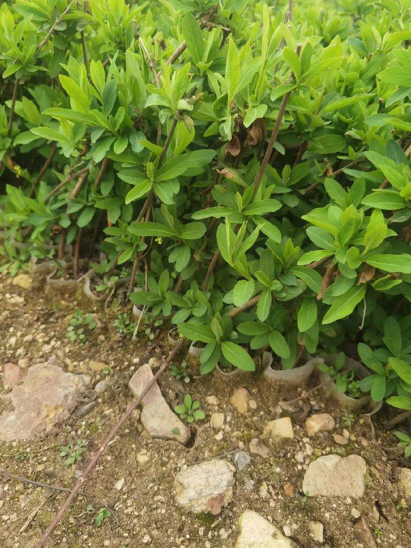 25厘米金银花