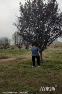 15公分紫叶李