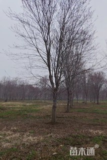 20公分美国红枫-红点