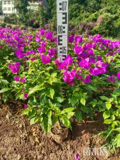 高度50厘米紫花三角梅