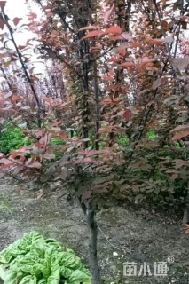 10公分紫叶李