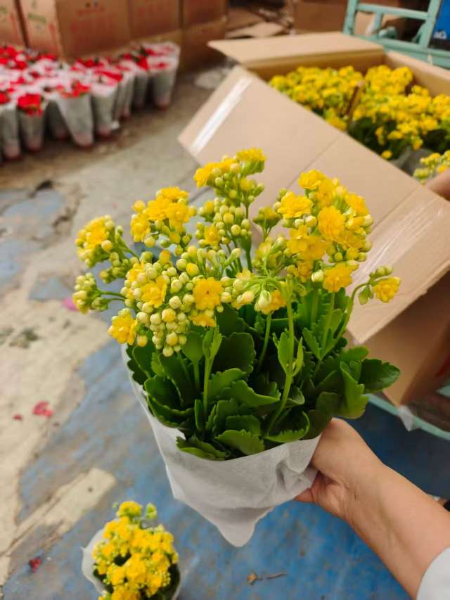 高度30厘米长寿花