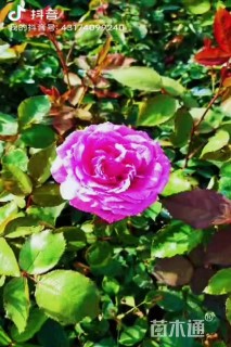 高度35厘米大花月季